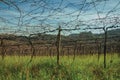 Detail of leafless grapevines in a vineyard