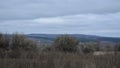 Rural landscape in Russia. Overcast autumn day. Silverberry bushes, dry herbs, hills with forest Royalty Free Stock Photo