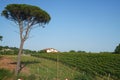 Rural landscape in Sannio, Benevento province, Italy