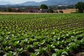 Rural landscape in Sannio, Benevento province, Italy