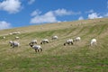 Rural landscape of sheep grazing in a green field Royalty Free Stock Photo