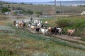 Rural landscape of a shepherd with a herd of goats. A shepherd leads a herd of goats along a path in the steppe zone Royalty Free Stock Photo