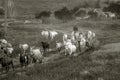 Rural landscape of a shepherd with a herd of goats. A shepherd leads a herd of goats along a path in the steppe zone