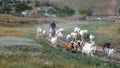 Rural landscape of a shepherd with a herd of goats. A shepherd leads a herd of goats along a path in the steppe zone Royalty Free Stock Photo