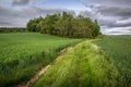 Rural landscape showing a group of trees on a fieldd of green fr