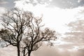 Rural landscape and silhouette of a tree at dawn in southern Brazil Royalty Free Stock Photo