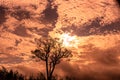 Rural landscape and silhouette of a tree at dawn in southern Brazil Royalty Free Stock Photo