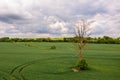 Rural landscape before the storm, withered tree in the middle of a agricultural field, drone photo Royalty Free Stock Photo