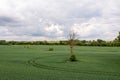 Rural landscape before the storm, withered tree in the middle of a agricultural field, drone photo Royalty Free Stock Photo