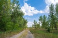 Rural landscape. Straight country road runs through a sparse grove. Clear blue sky with clouds in the background