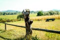 Rural landscape stump