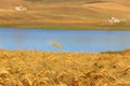 RURAL LANDSCAPE SUMMER.Between Apulia and Basilicata:wheat fields harvested. Lake Basentello Poggiorsini -ITALY- Royalty Free Stock Photo