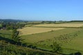 English summer landscape, cows grazing in a field Royalty Free Stock Photo