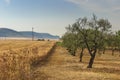 RURAL LANDSCAPE SUMMER. Hilly contryside with cornfield and olive grove.
