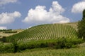 Summer landscape in Romagna Italy