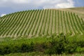 Summer landscape in Romagna Italy