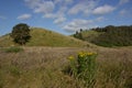 Rural landscape in summer time