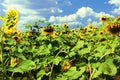 Rural landscape. Sunflower field on a sunny summer day. Helianthus annuus, the common sunflower Royalty Free Stock Photo