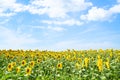 sunflower field under blue sky on sunny summer day Royalty Free Stock Photo