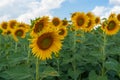 Rural landscape with sunflowers against blue cloudy sky Royalty Free Stock Photo