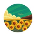 rural landscape sunflowers