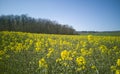 Rural landscape on sunny day.Wide field of yellow flowering rapeseed,blue sky Royalty Free Stock Photo