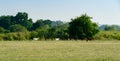 Rural landscape at sunset day. Two white goats and brown cow graze in meadow against background Royalty Free Stock Photo