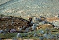 rural landscape in sunset in the moroccon Atlas mountain region