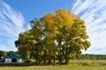 Rural landscape with tall poplar trees in sunny autumn day Royalty Free Stock Photo