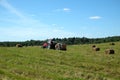 Rural landscape with tractor working in the long field with many rolled dry hay at the edge of the forest on summer day Royalty Free Stock Photo