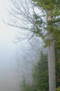 Rural landscape with trees in early morning fog Royalty Free Stock Photo