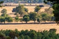 Rural landscape with trees and pastures in summer