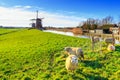 Rural landscape - view of a flock of sheep on the background of the mills on a sunny day Royalty Free Stock Photo