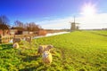 Rural landscape - view of a flock of sheep on the background of the mills Royalty Free Stock Photo