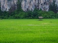 Rural landscape view paddy field mountain.
