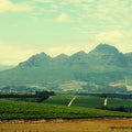 Rural landscape with vineyard(South Africa)