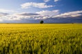 Wheat fields in the Spring at Apulia, Italy