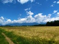 Rural landscape with a wheat field in front in Gorenjska , Slovenia Royalty Free Stock Photo