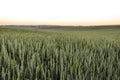 Rural landscape of wheat green field in sunset.