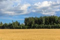 Rural landscape with wheat or oats field. Panoramic view.