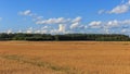 Rural landscape with wheat or oats field. Panoramic view.