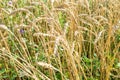 wheat spikelets in overgrown field in summer