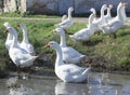 White geese family for a walk. Birds swim in the pond and walk on the green grass. Royalty Free Stock Photo