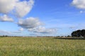 A rural landscape with wild flowers and a blue sky Royalty Free Stock Photo