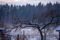 Rural landscape in winter. An old apple tree grows in the homestead