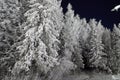 Rural landscape in winter with snow-covered trees. Twilight of a winter night and the magic of a snowy nature