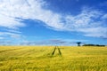 Rural landscape wtih a golden wheat field