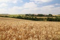 Rural landscape with yellow fields of mature wheat