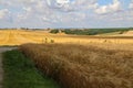 Rural landscape with yellow fields of mature wheat Royalty Free Stock Photo
