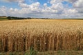 Rural landscape with yellow fields of mature wheat Royalty Free Stock Photo